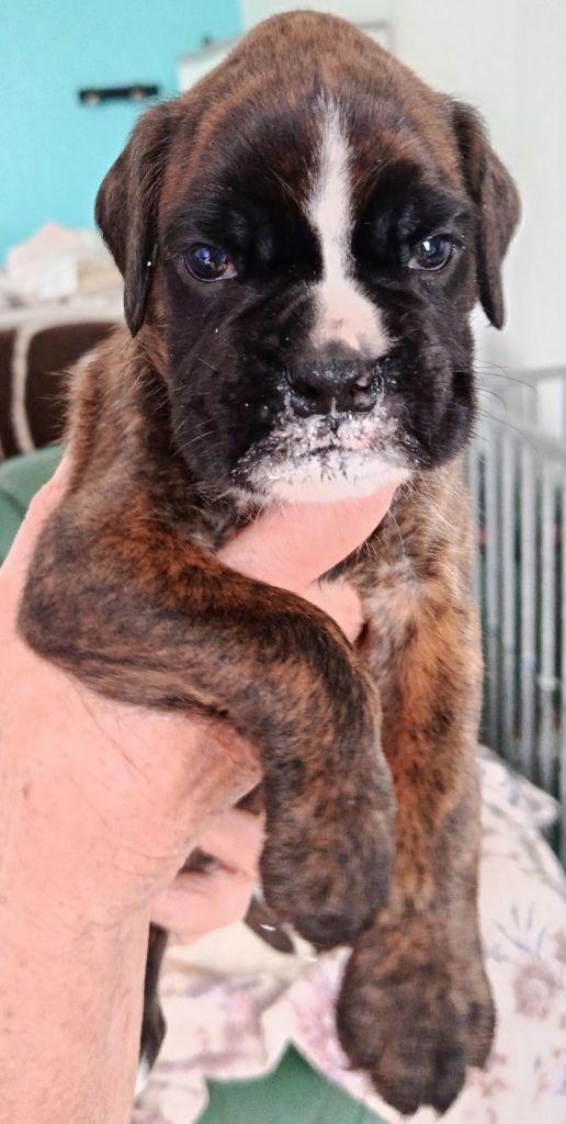 des portes de la champagne - Chiots disponibles - Boxer