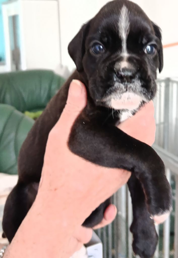des portes de la champagne - Chiots disponibles - Boxer