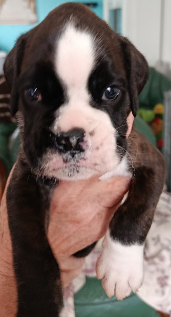 des portes de la champagne - Chiots disponibles - Boxer